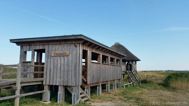 Kranichbeobachtung am Pramort