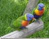 Papagei Vogelpark Marlow
