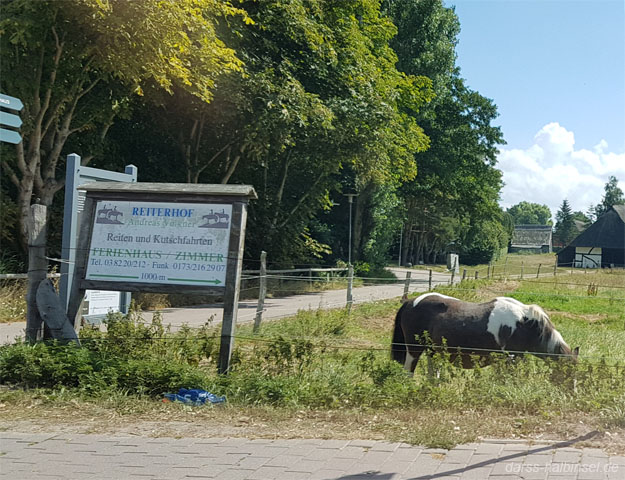 Reiten und Reiterhöfe auf dem Darß