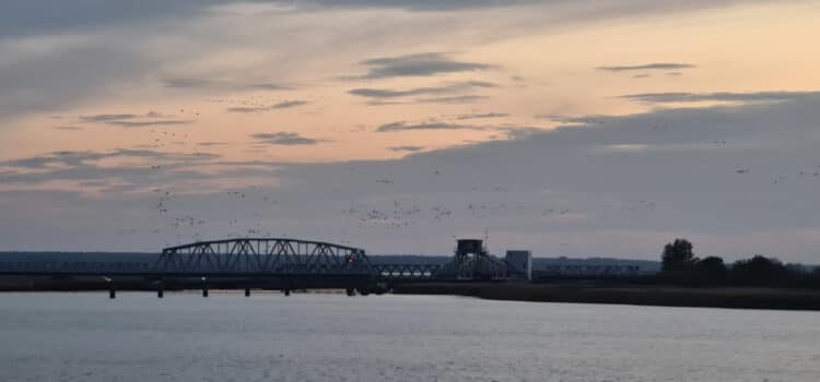 Einflug der Kraniche in der Dämmerung zur Insel Kirr