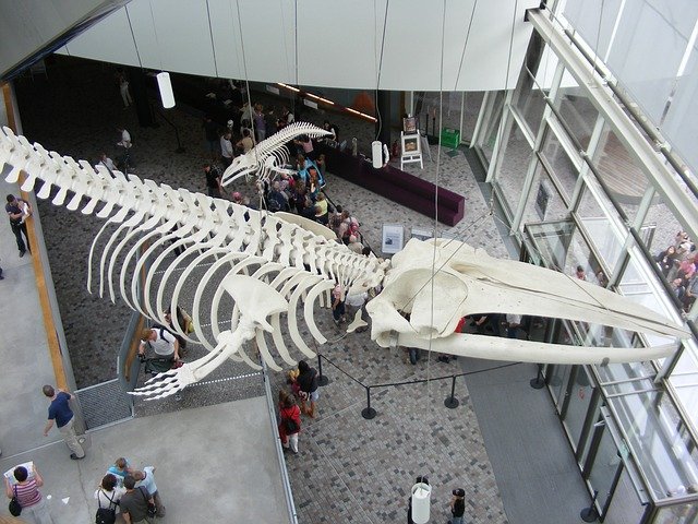 Saurierskelett im Ozeaneum Stralsund