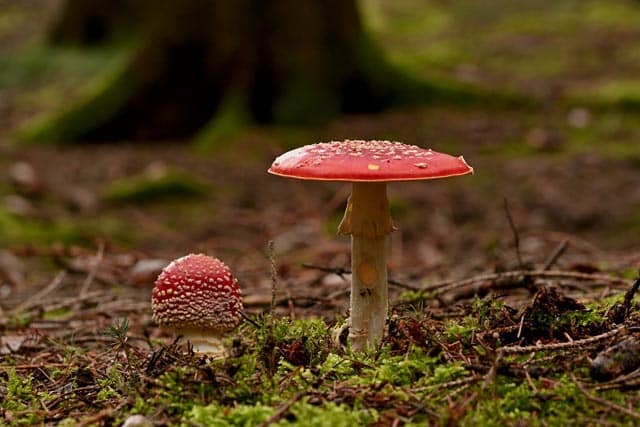 Pilz Herbst Wald