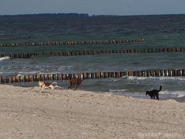 Hunde am Hundestrand