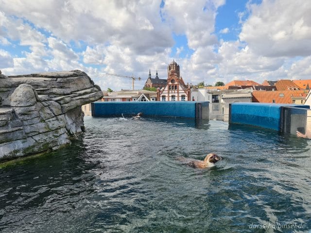 Pinguine Ozeaneum Stralsund