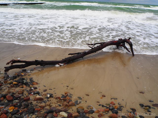 Strandgut Darß