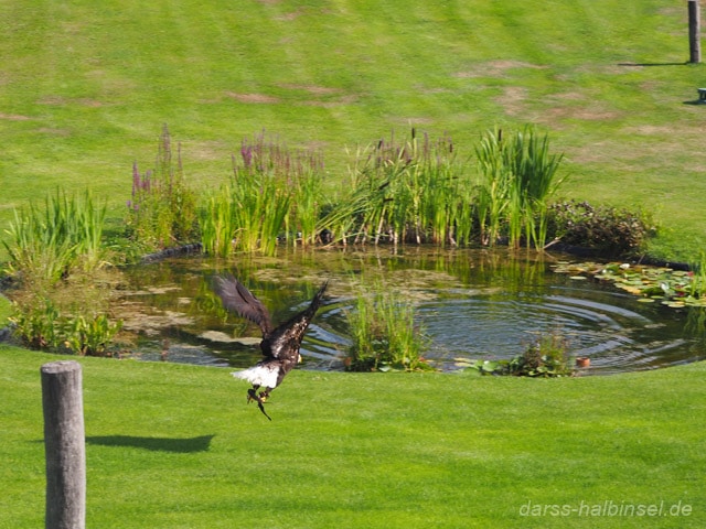 Adler fliegen über die Köpfe der Besucher im Vogelpark