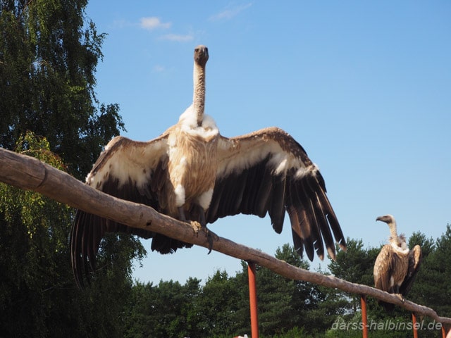 Geier in der Flugshow hautnah erleben